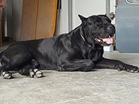 cucciolata cane corso rustico